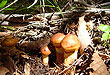 mushroom_02